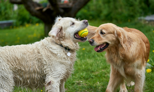 How to Provide Mental Stimulation for Your Pet: Preventing Boredom and Destructive Behavior