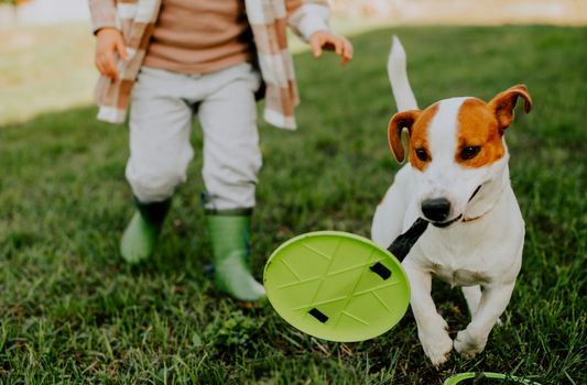 How to Provide Mental Stimulation for Pets to Prevent Boredom and Behavioral Issues