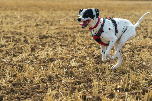 How to Create the Perfect Exercise Routine for Your Pet