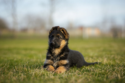 German Shepherds: Everything You Need to Know About the Loyal and Versatile Breed