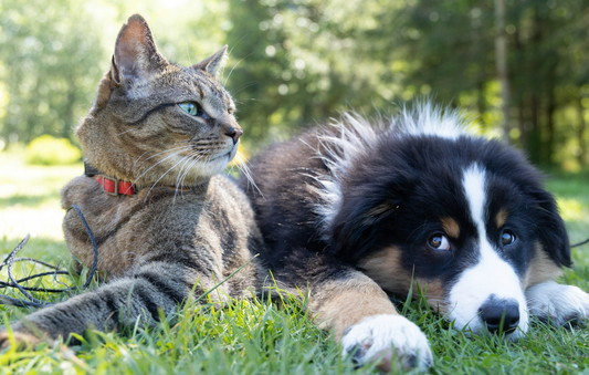 Do Pets Really Get Separation Anxiety? Signs, Solutions, and How to Help Your Anxious Dog or Cat