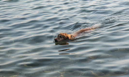 Keeping Your Pet Safe Before and After a Swim: Essential Tips for Dog and Cat Owners