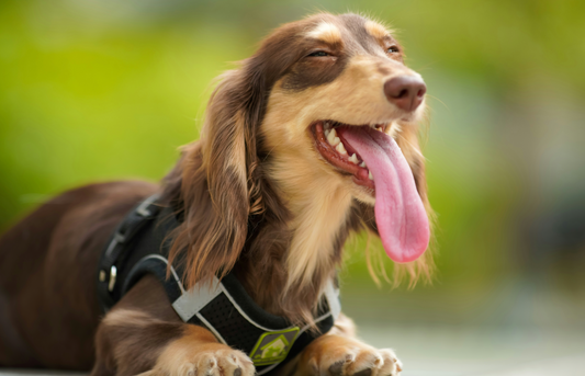 The Importance of Pet Dental Care and How to Clean Your Pet’s Teeth at Home