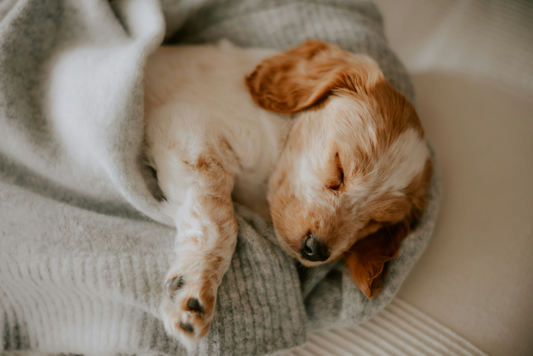 Pet Sleep Health: How to Help Your Pet Get the Best Sleep Possible