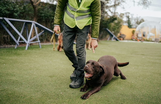 Pet Weight Loss Guide: How to Keep Your Pet at a Healthy Weight