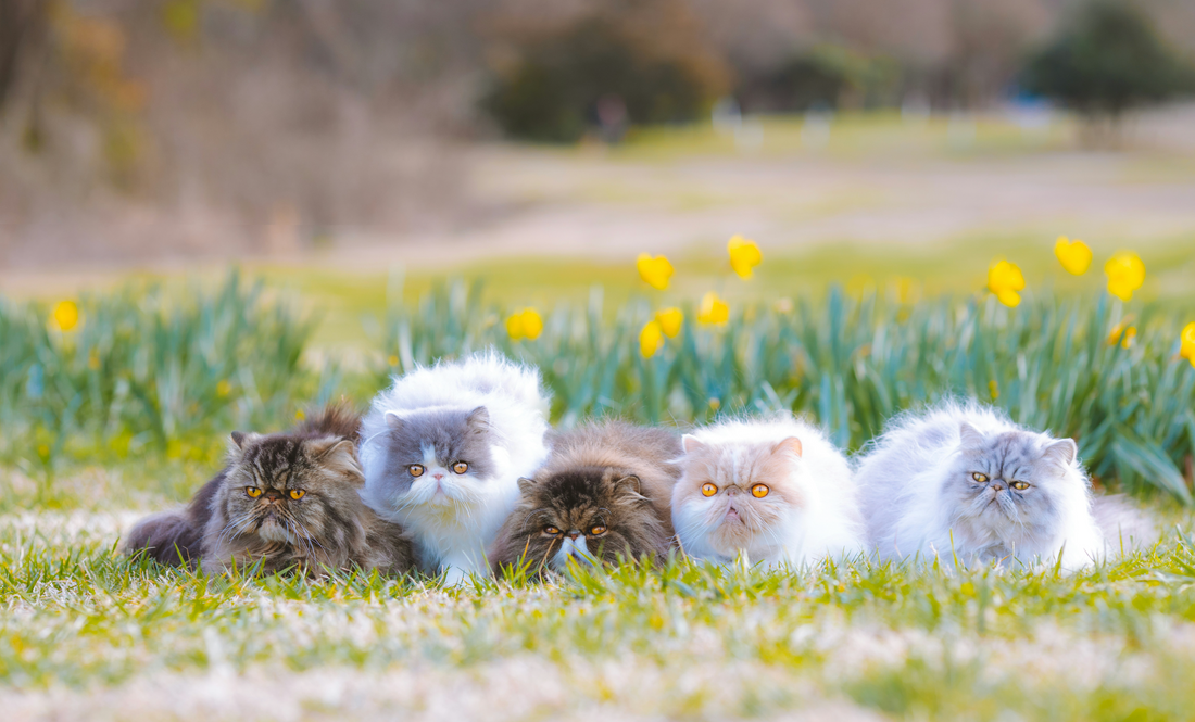 How to Maintain Harmony in a Multi-Pet Household