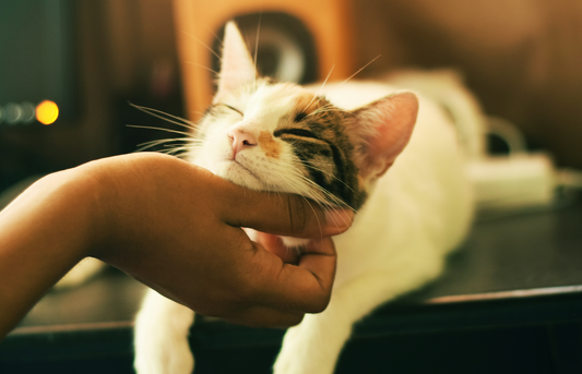 Common Causes of Pet Allergies and How to Relieve Them