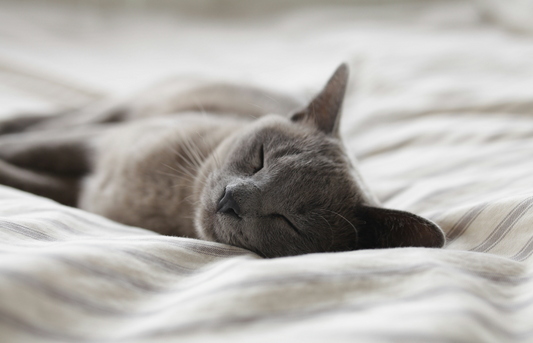 How to Create a Comfortable Sleep Environment for Your Pet