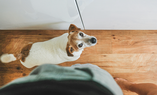 How to Help Your Pet Cope with Separation Anxiety