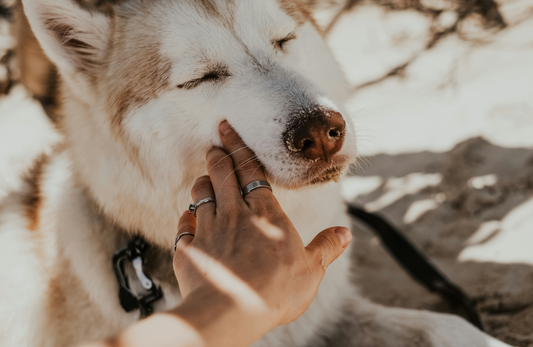Pet Skin Care: How to Prevent and Treat Common Skin Issues