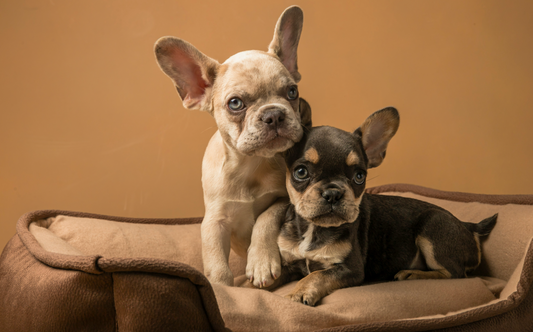 How to Keep Your Pet’s Ears Clean and Prevent Infections