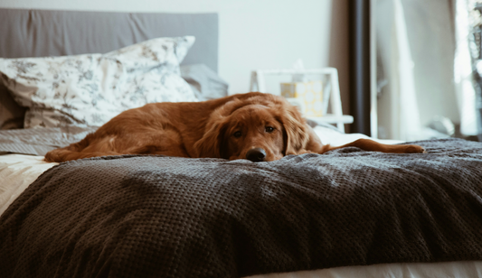 How to Create a Stress-Free Environment for Your Pet
