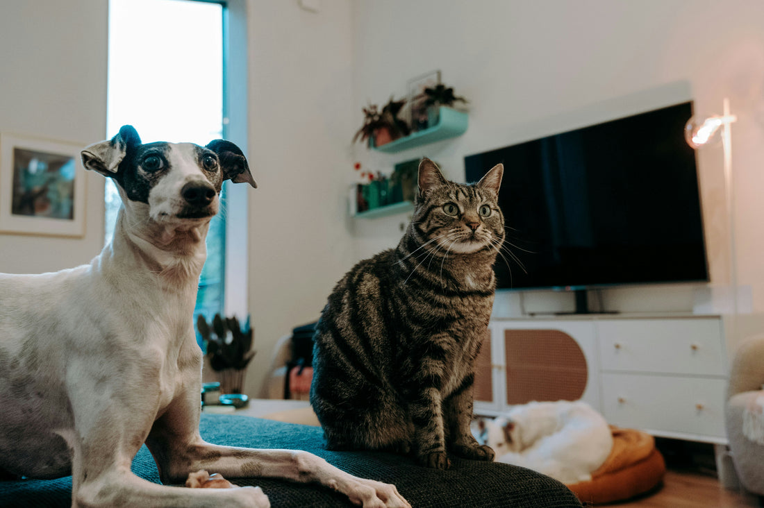 How to Choose the Right Pet Boarding or Pet Sitting Service