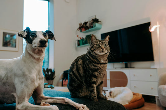 How to Choose the Right Pet Boarding or Pet Sitting Service