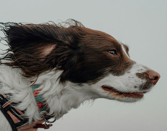 How to Prepare Your Home for a New Pet: Essential Tips for First-Time Pet Owners