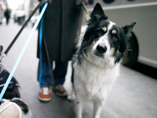 Border Collies: Everything You Need to Know About the World's Smartest Dog Breed