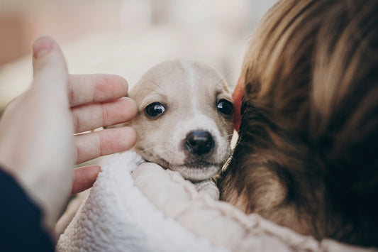 How to Help Your Pet Overcome Fear of Strangers