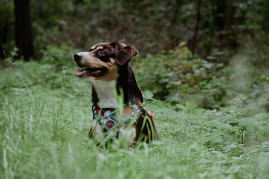 Understanding Your Pet's Immune System: How to Keep Them Healthy and Resilient