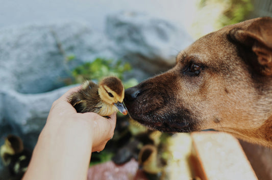 How to Ensure Your Pet’s Social Health: Interaction with Other Animals and People