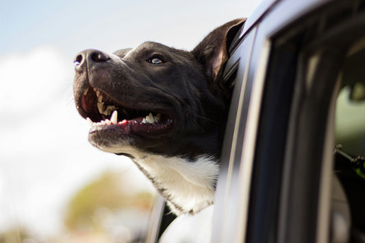 How to Help Your Pet Maintain Healthy Teeth