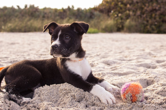 The Ultimate Guide to Pet Grooming Glove Wipes: A Game-Changer for Pet Owners