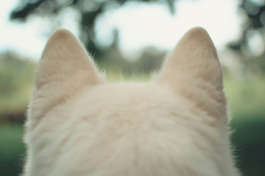 Essential Ear Care for Pets: Why Hugwith’s Ear Cleaning Wipes Are a Must-Have