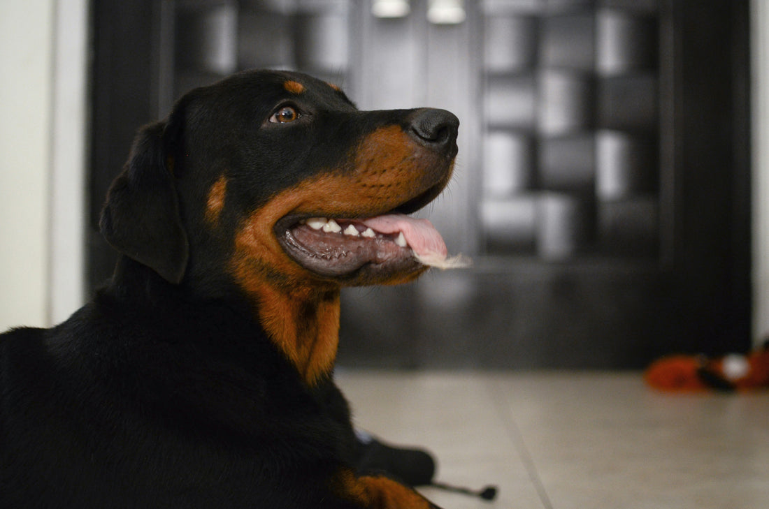Rottweilers: Everything You Need to Know About the Strong and Loyal Guardian