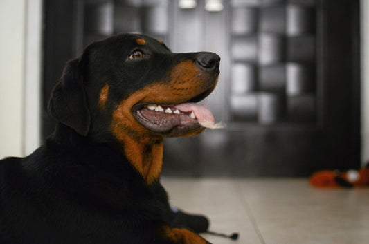Rottweilers: Everything You Need to Know About the Strong and Loyal Guardian