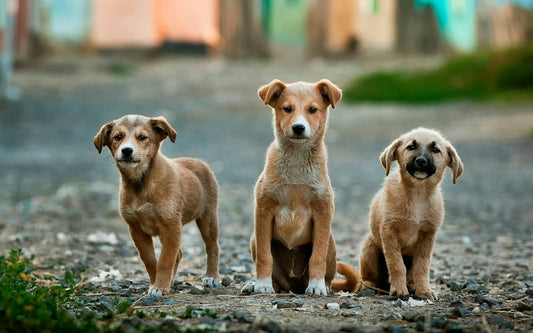 Pet Wellness in 2025: How HugWith is Leading the Charge