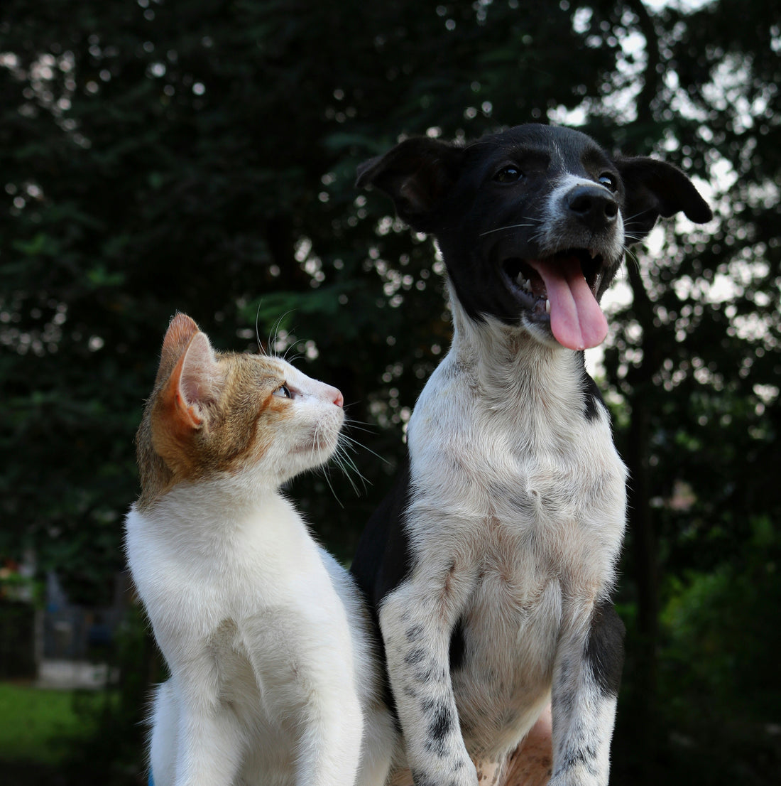 The Future of Pet Hygiene: How HugWith is Setting New Standards in 2025
