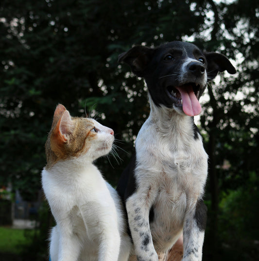 The Future of Pet Hygiene: How HugWith is Setting New Standards in 2025