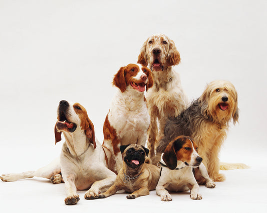 The Busy Pet Owner’s Guide to Efficient Pet Care: How HugWith Products Make Cleaning Quick and Easy