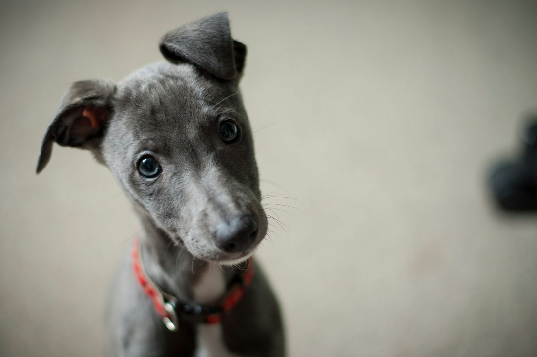 The Rise of Natural Pet Care: Why More Pet Owners Are Choosing Organic Products in the future