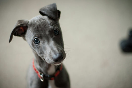 The Rise of Natural Pet Care: Why More Pet Owners Are Choosing Organic Products in the future