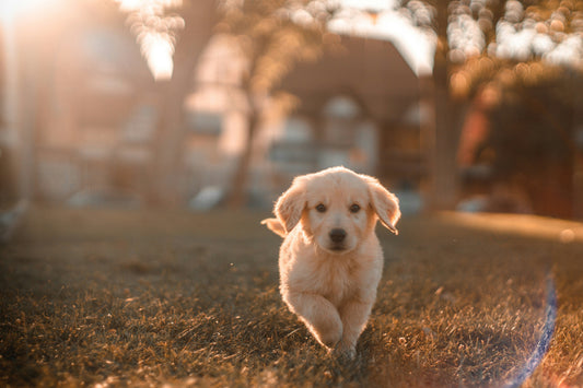 5 Daily Habits That Will Help Your Pet Thrive – Backed by Vets, Loved by Pet Parents