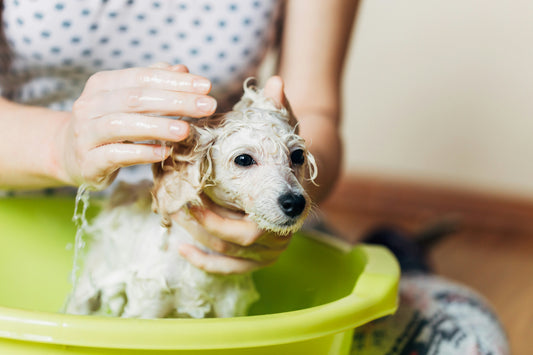 How to Help Your Pet Overcome Bath Time Anxiety
