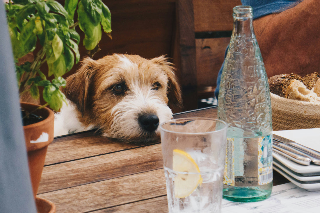 How to Ensure Your Pet Stays Hydrated: Tips for Keeping Them Healthy and Energized