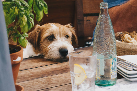 How to Ensure Your Pet Stays Hydrated: Tips for Keeping Them Healthy and Energized