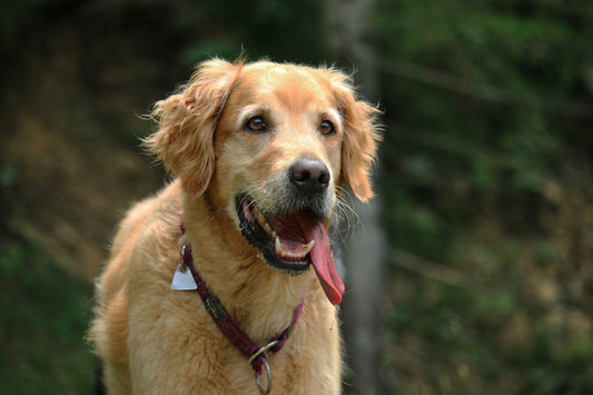 How to Prevent and Address Pet Dehydration