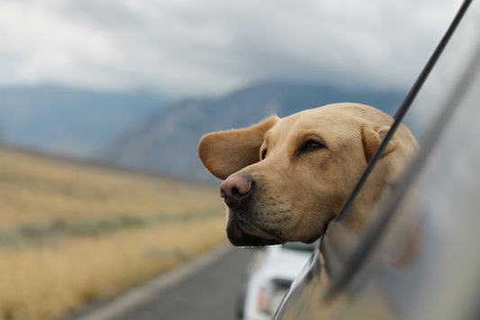 Understanding Pet Anxiety: Causes, Symptoms, and Effective Solutions