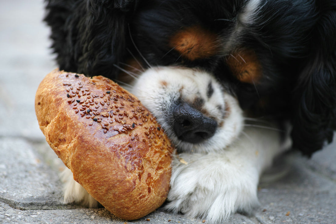 How to Help Your Pet Maintain a Healthy Weight