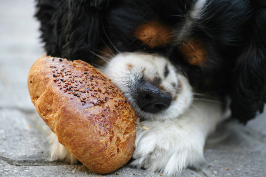 How to Help Your Pet Maintain a Healthy Weight