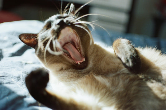 How to Properly Brush Your Pet’s Teeth and Maintain Oral Health