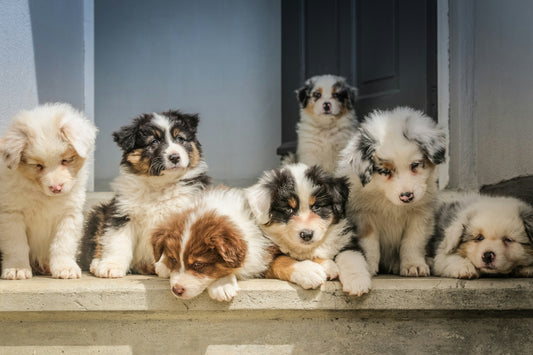 How to Care for Your Puppy: Key Steps for Healthy Growth