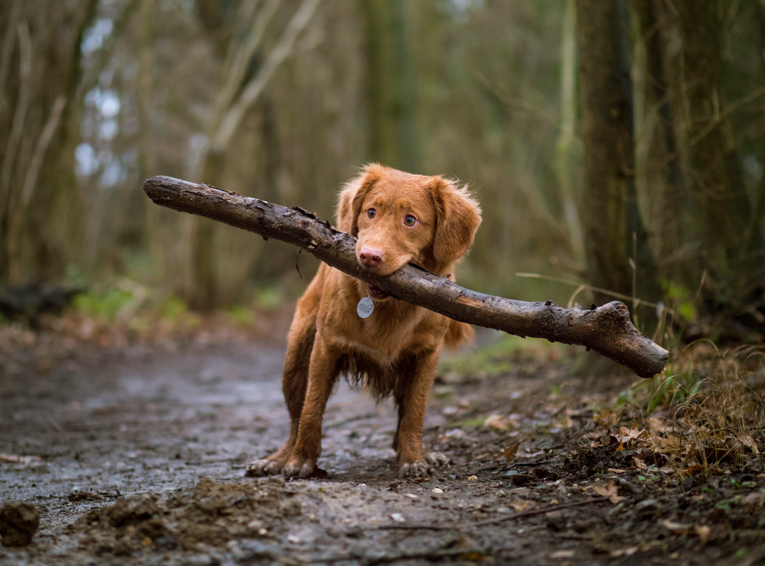 How to Care for Your Pet’s Teeth: Best Practices for Maintaining Oral Health