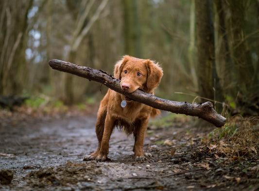 How to Care for Your Pet’s Teeth: Best Practices for Maintaining Oral Health