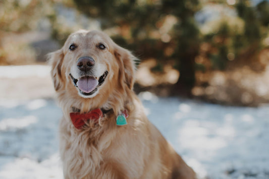 Golden Retrievers: Everything You Need to Know About This Gentle Giant