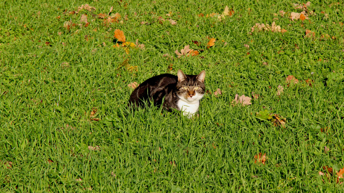 How to Maintain Your Pet's Healthy Skin and Coat: A Daily Care Guide