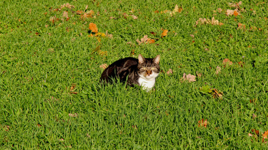 How to Maintain Your Pet's Healthy Skin and Coat: A Daily Care Guide