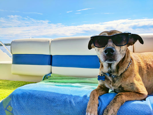Pet Holiday Safety Guide: How to Keep Your Pet Safe During the Festive Season